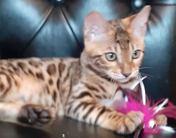 Бенгальская девочка