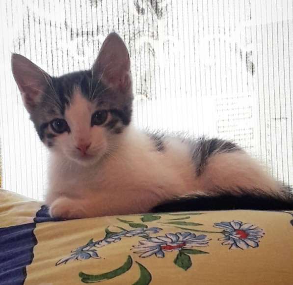 ❗Котенок мальчик ищет дом❗ в Череповце фото 6