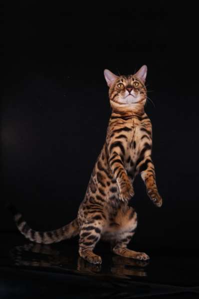 Бенгальский кот-Гранд Интер Чемпион. Вязка в Туле фото 4