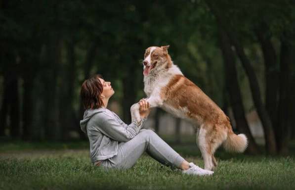 Очаровательный пёс в добрые руки в Домодедове фото 3