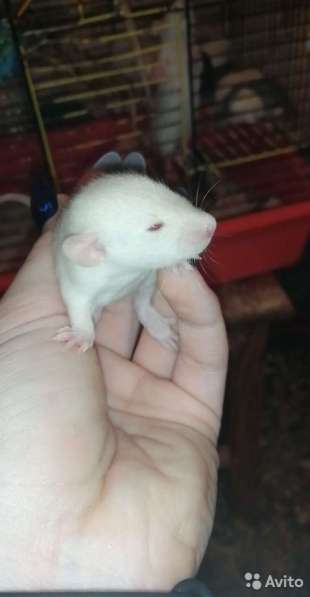 Крысятки дамбо в Муроме фото 4