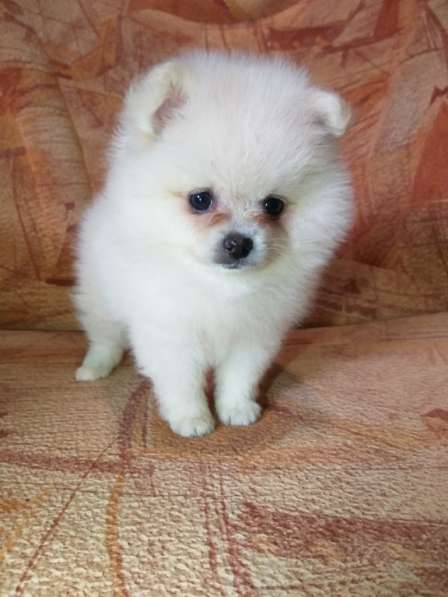 Шикарные щенки померанского шпица из питомника - медвежий ти в фото 5