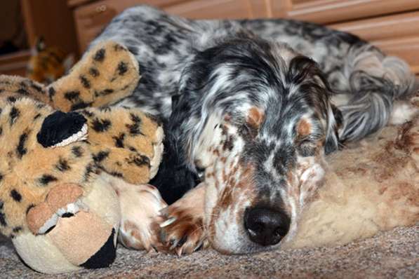 Английский сеттер щенки из элитного питомника в Москве фото 188
