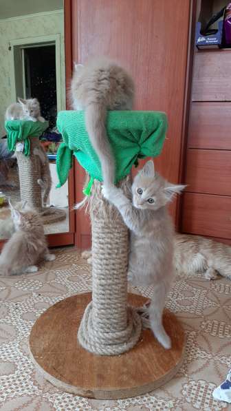 Котята Мейн-кун в Тольятти фото 14