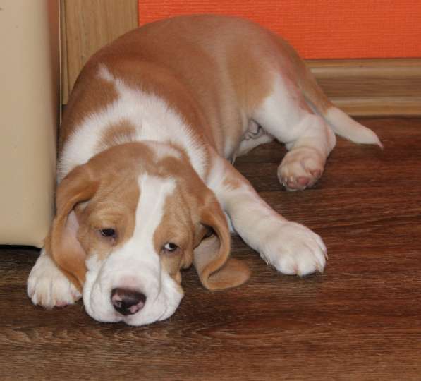 Щенки бигля в Тосно фото 9