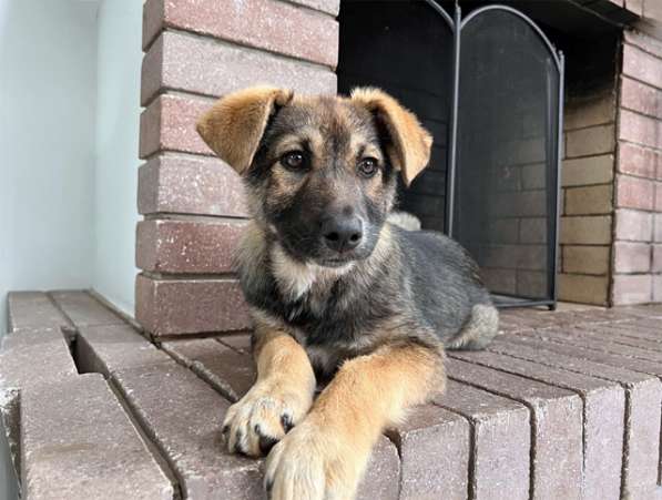 Очень милая девочка-щенок Мила ищет добрые руки