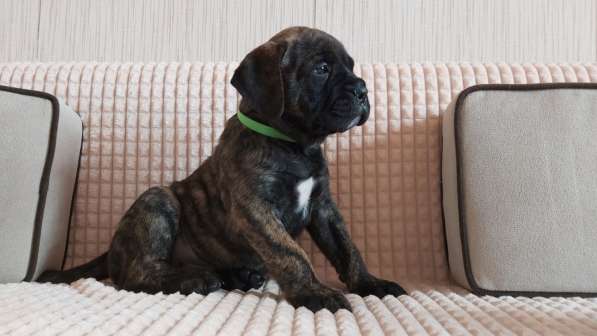 Bullmastiff high-bred puppies в 