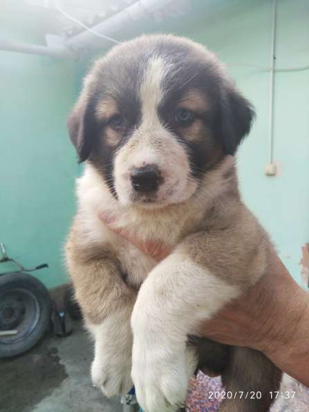 Щенки алабая(среднеазиатская овчарка) продажа в Судаке фото 10