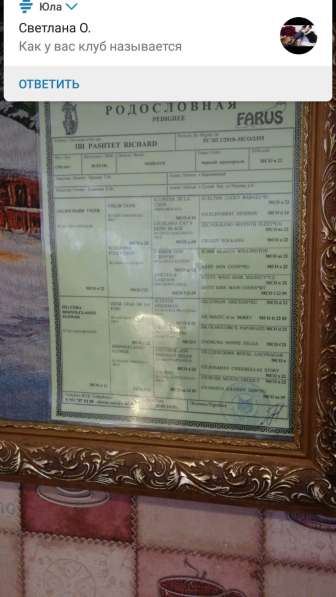 Вязка мей кун в Сухом Логе фото 14