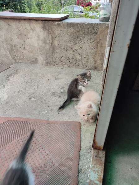Милые котята в добрые руки в Воронеже фото 13