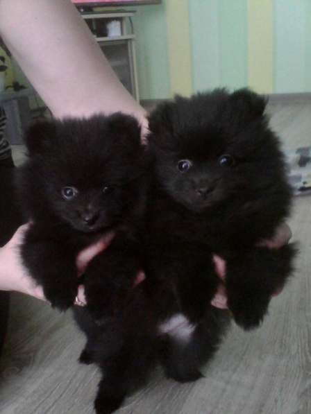Померанского шпица Щенки в фото 5