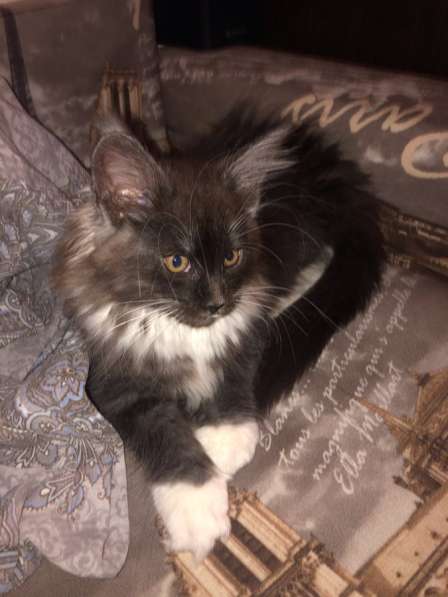 Котёнок Мейн-Кун