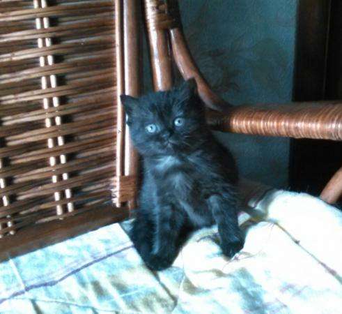 Породистый котенок в Санкт-Петербурге