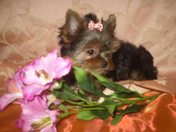 Йорочка подрощенная Мини девочка бэби фейс в Москве фото 11