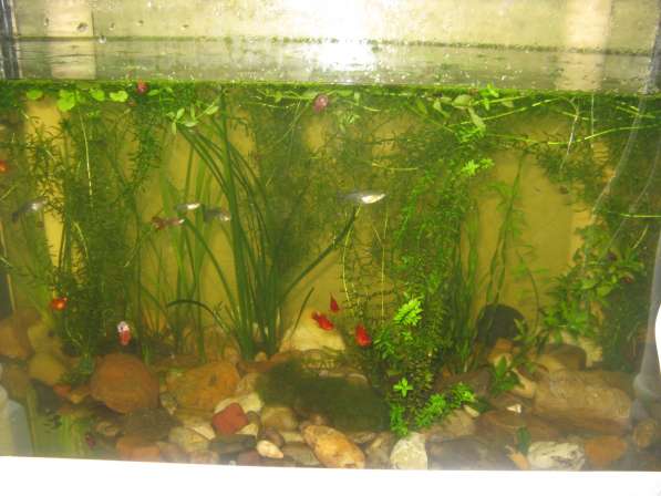 Продам аквариум, надёжный и крепкий, усиленный в Самаре фото 9