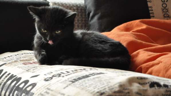 Котии метисы в Можайске фото 6