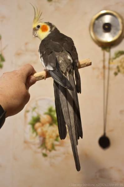 Попугай корелла. Взрослые ручные самцы в Москве фото 5