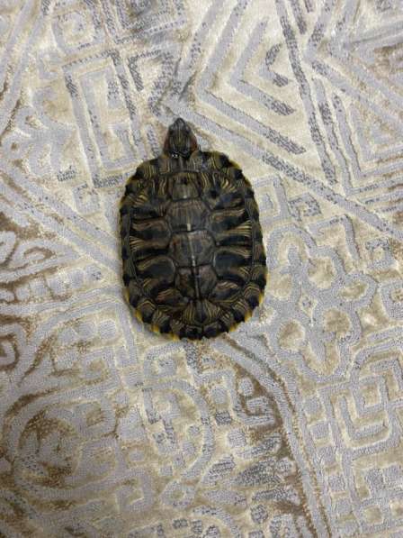 Черепахи бесплатно в Грозном