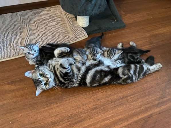 Kittens british shorthair marble on silver