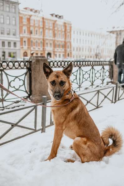 Лучший пёс на свете ищет хозяина в Санкт-Петербурге фото 24