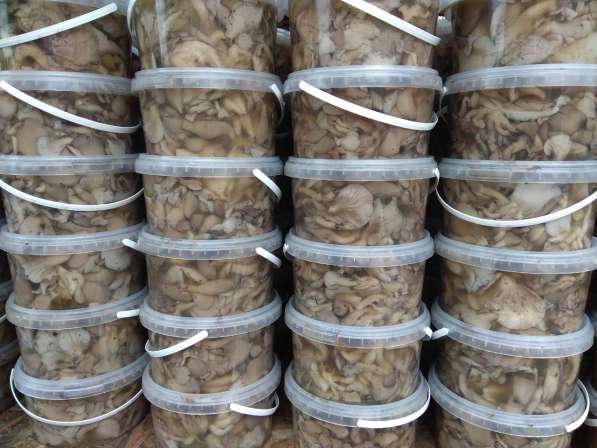 Купим свежие, маринованные грибы в Брянске фото 3