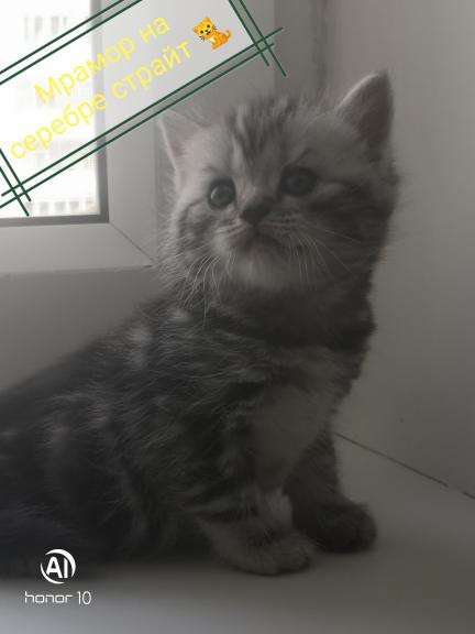 Шотландские котята продажа в Москве фото 4