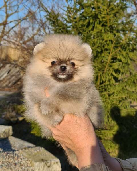 Щенки шпиц в Калининграде фото 14