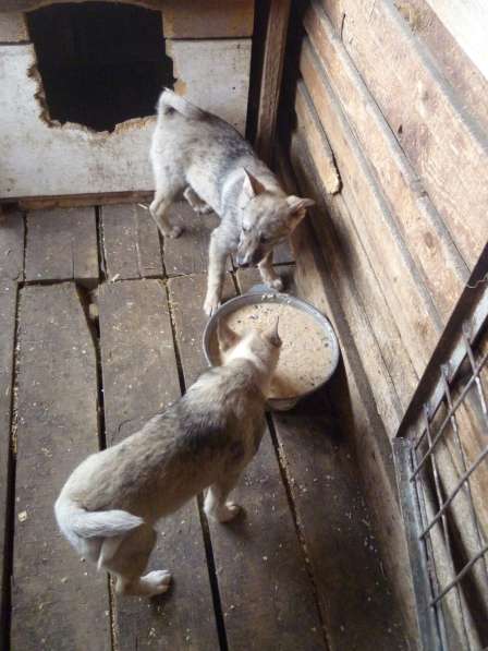 Щенки 4 мес. Западно-Сибирской лайки в Зеленогорске фото 8