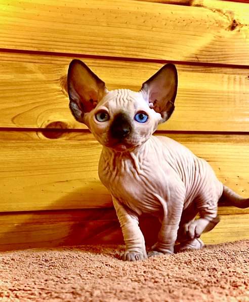 Канадский сфинкс котята, голенькие, с голубыми глазками в 