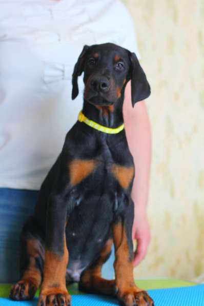 Doberman puppy в Санкт-Петербурге