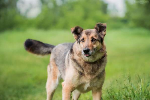 Дружелюбный Денвер ищет семью в Москве фото 16