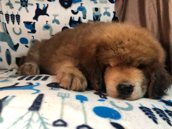 Тибетский мастиф щенки в Твери фото 29