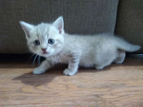 Котята британские в Новокузнецке фото 11