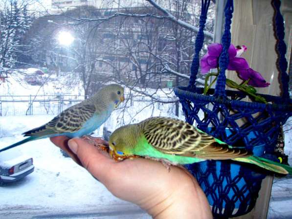 Волнистые попугаи-От Заводчика в Москве фото 3