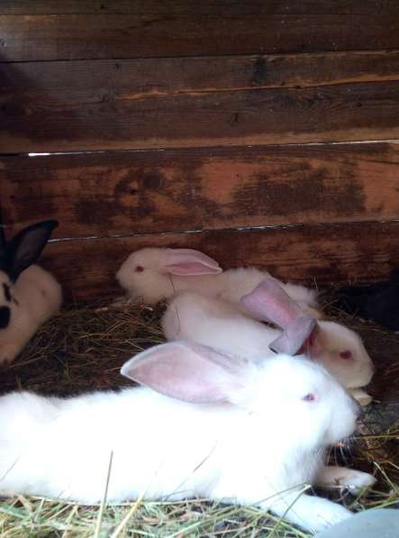 Продам кроликов в Курске