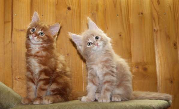 Рыжие Мейн куны в фото 6