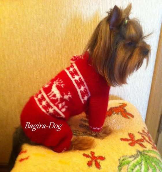 Вязаная одежда для собак в Москве фото 30