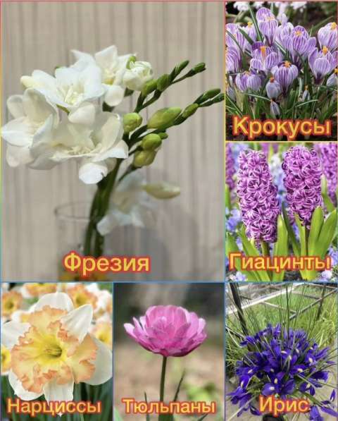 Принимаем заказы на тюльпаны к 14 февраля и 8 марта в фото 15