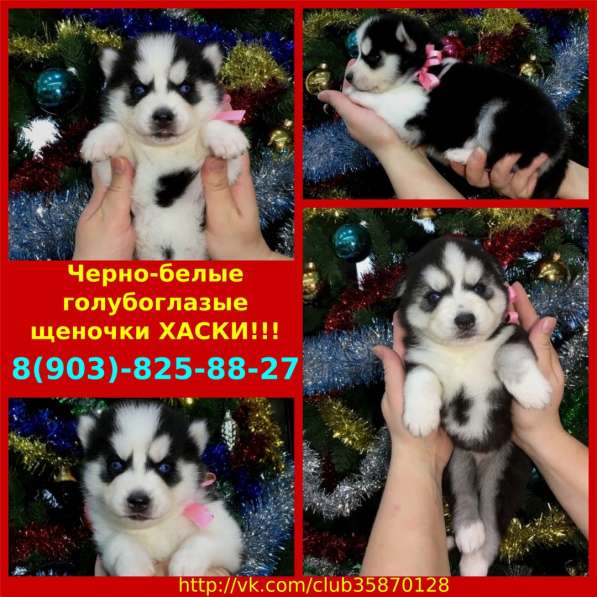 Классные сибирские хаски