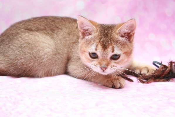 Кошечка Чара в Лобне фото 15