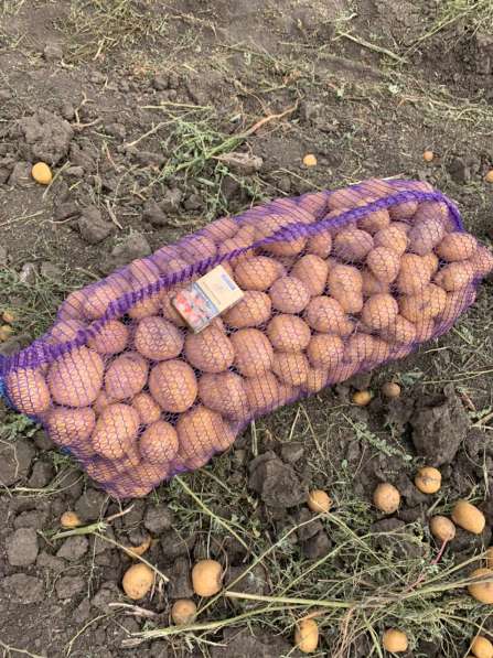 Картофель от 100 кг в Приморско-Ахтарске фото 6