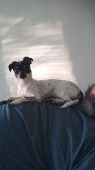 Отдам чихуа девочку