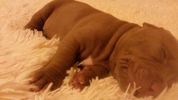 Щенки питбуля в Москве фото 20