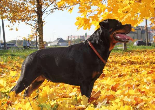 Продам щенка в Санкт-Петербурге фото 5