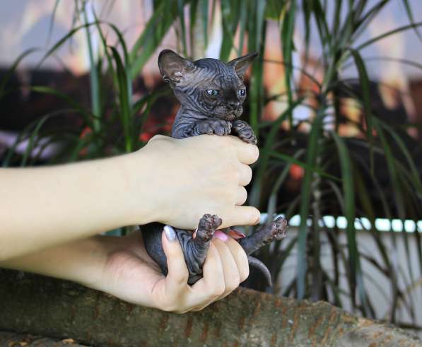 Эксклюзивный мальчик бамбино редчайшей породы в мире, кошка