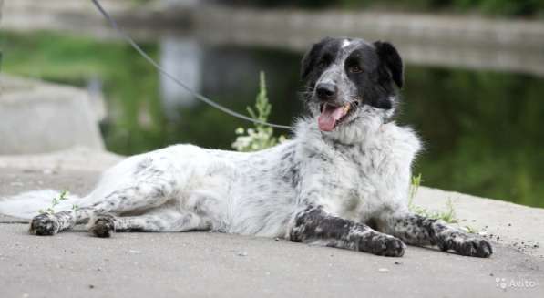 Метис сеттера в Москве