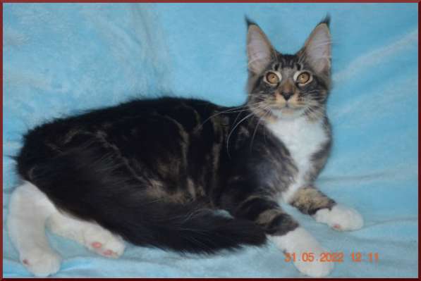 Роскошный черный котик мейн-кун из питомника в Астрахани фото 21