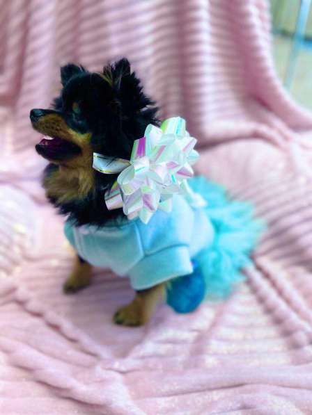 Померанский шпиц! Слепая малышка Бэкки ищет семью! в Москве фото 3