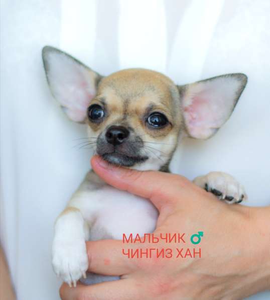 Продажа щенков Чихуахуа в Севастополе фото 14
