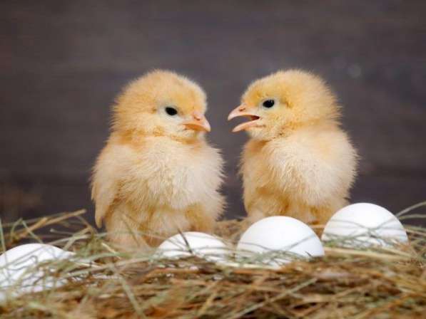 Продаю бройлерное яйцо + цыплята КОБ - 500, рос - 308 и тд